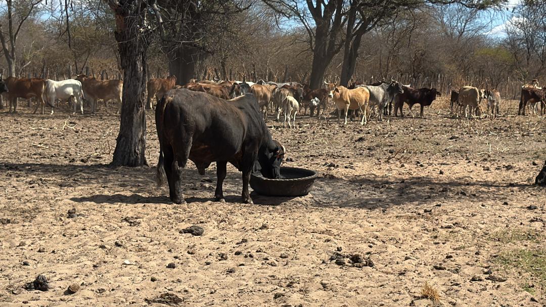 Cattle production operations at Mswelangubo Ranch